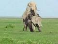 From Kenya with Love