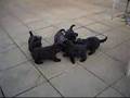Puppies