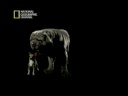 Vida No Ventre - Mam�feros 2 - NatGeo