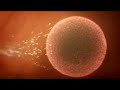 Super Sperm