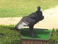Califia The Andean Condor