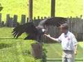 Califia The Andean Condor