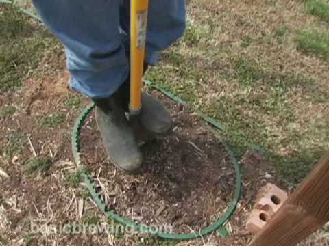 how to transplant gooseberry bushes