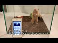 ネコ語を話すことができるアプリ!人猫語翻訳機をハムスターに使ってみた ネコ語翻訳アプリ