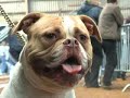 CanineDogProject Nunspeet Show Part.1