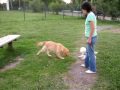 Tobi, el caniche toy; sus aventuras parte 1.mp4