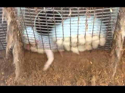 See video