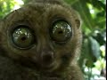 re-dramatic-lemur.html