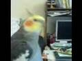 Cockatiel Whistling Addams Family
