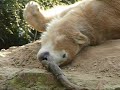 Very relaxed and sandy Knut!
