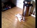 etoile is a welsh border collie puppy, bred by shirley bell of canen. she came to live with us over the weekend, and this is my vid of her playing in the kitchen on the first day she was home with us. she is 8 weeks old, and a real poppet.