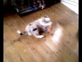 etoile is a welsh border collie puppy, bred by shirley bell of canen. she came to live with us over the weekend, and this is my vid of her playing in the kitchen on the first day she was home with us. she is 8 weeks old, and a real poppet.