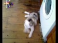 etoile is a welsh border collie puppy, bred by shirley bell of canen. she came to live with us over the weekend, and this is my vid of her playing in the kitchen on the first day she was home with us. she is 8 weeks old, and a real poppet.