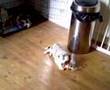 Border Collie video