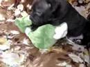 mini RONNIE vs. rana asesina [1]