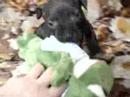 Bull Terrier Miniatura video