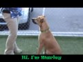North County Humane Society & SPCA- Marley