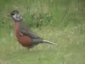 Rare marbled Robin  spotted head