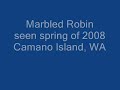 Rare marbled Robin  spotted head