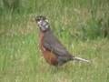 Rare marbled Robin spotted head