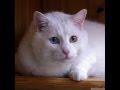 Re: Warrior Cat Contest!!! {OPEN}