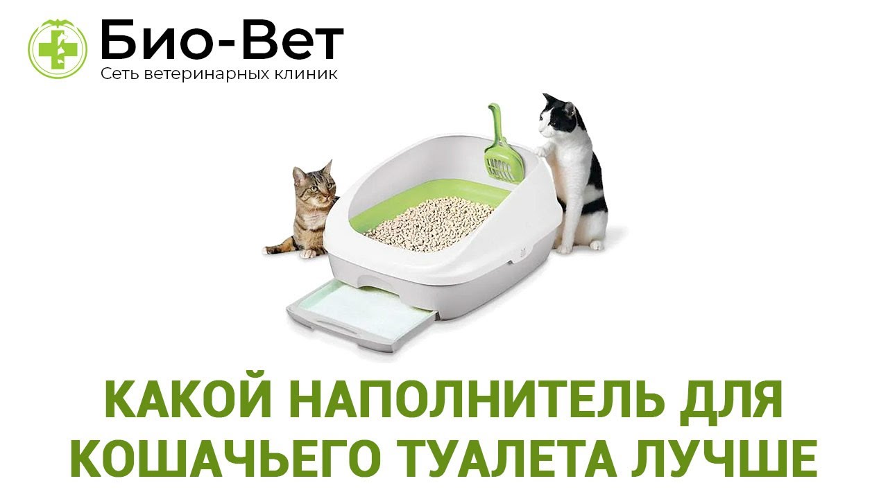 Какой наполнитель для кошачьего туалета лучше. Ветеринарная клиника Био-Вет