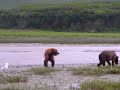 Brown Bear Cub