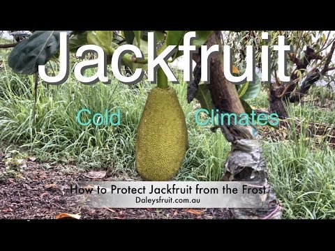 how to grow jackfruit