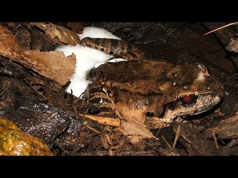 YouTube reptile video