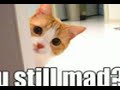 Very Funny Cats Part 1