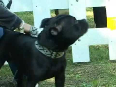 staffie