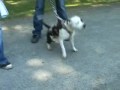 parc de combreux regionale de staffie