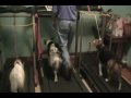 Lily, Laney and Aspen walking on treadmills.wmv