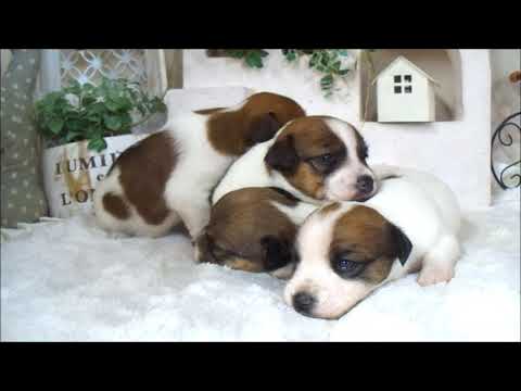 YouTube Preview Image