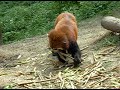 080509 熊貓 Panda