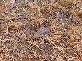 video7.mov Video