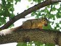 my-squirrel.html