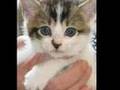 Newnan-Coweta Humane Society-America\'s Giving Challenge