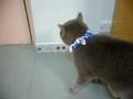 videos de Scarf