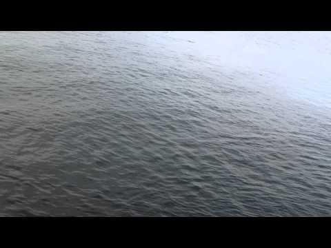 Val - Vid bottenmete vid västhamnsverket (öresund) fastnar en val på kroken. Fiskare Mikael Hafström.