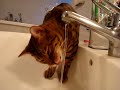 Bengal Kater Manjit am Wasserhahn