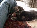 Two kittens Two kittens