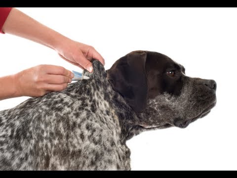 how to get a tick off of a dog