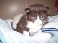 ragdoll persian kittens
