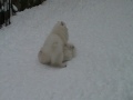 kiraleea Japanese Spitz