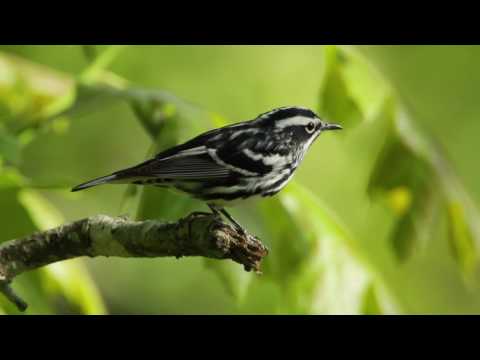 black and white - This is one of my favorites—a Black-and-white Warbler flying from perch to perch, singing it's high-pitched squeakyt song: wee-see-wee-see-wee-see (sounds li...