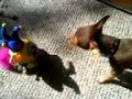 Ace VS Furby II