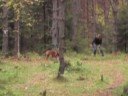 MH, 5. Avst�ndslek