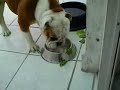 Bull Dog ingles comiendo sano Bull Dog ingles comiendo sano