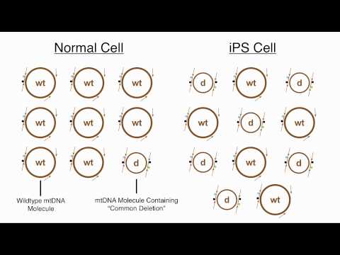 A Quantitative Deletion Detection Assay